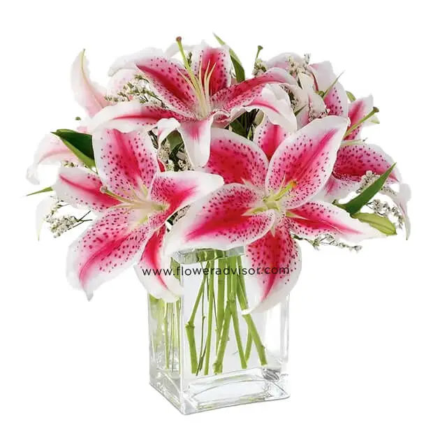 The Shining Stargazer - Valentine's Day