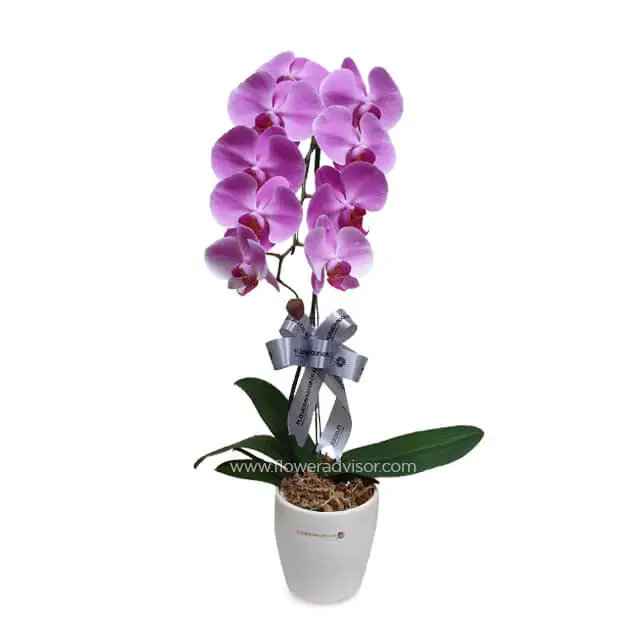 Single Purple Orchid Arrangement - elegance