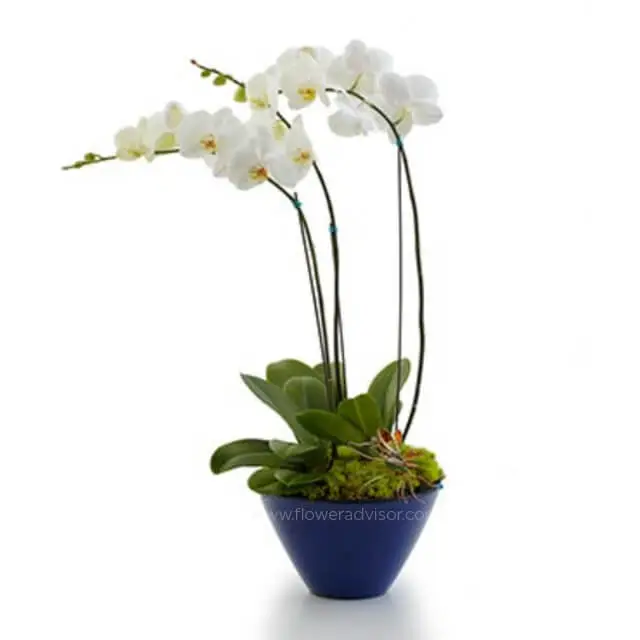 Opulent Orchids