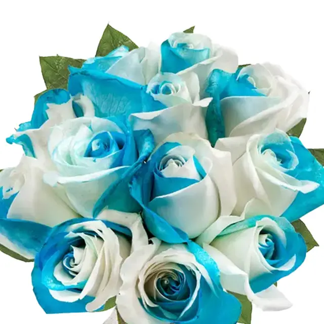 One Dozen Sea Foam Roses