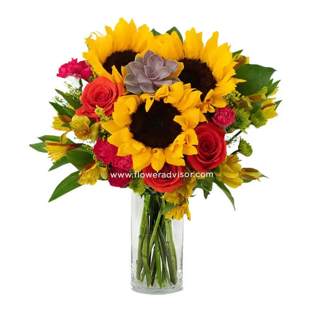 Sunflower Succulent