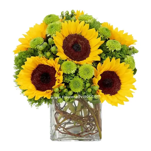 Sunflower Surprise.