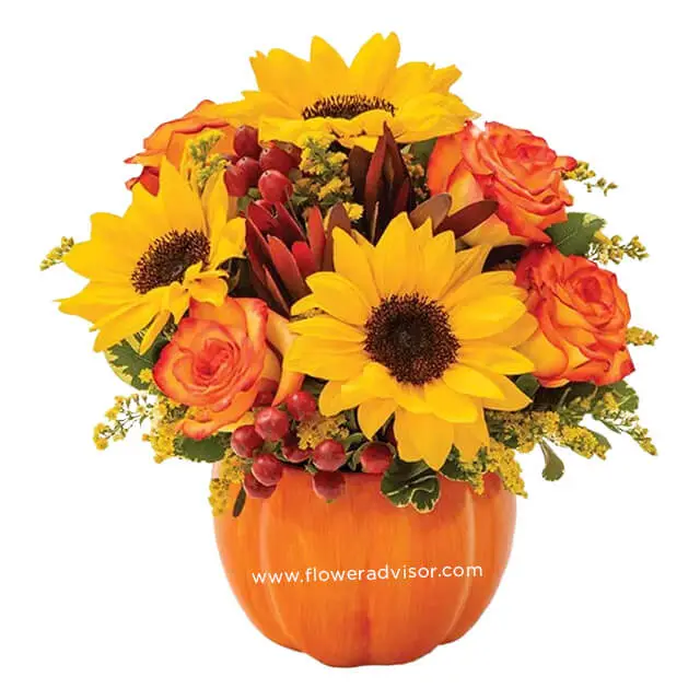 Sunny Fall Pumpkin