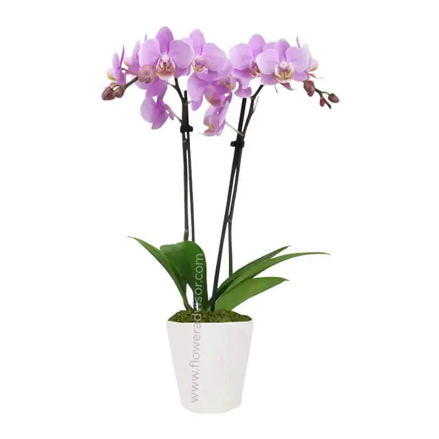 Enchanting Pink Epiphany